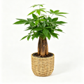 Amiran Jon Wireless Costa Farms Live Money Tree Plant, Braided Pachira Aquatica Indoor Bonsai in Decorative Pot, 12-16 Inch Tall Easy Care Houseplant